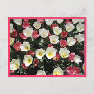 Tulips Postcard