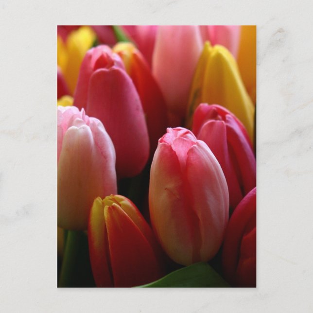 Tulips Postcard (Front)