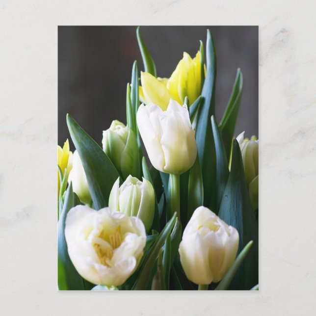 Tulips Postcard (Front)