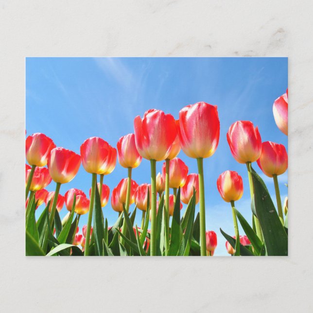 Tulips Postcard (Front)
