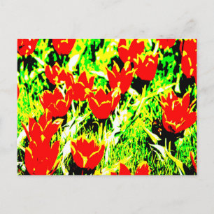 Tulips Postcard