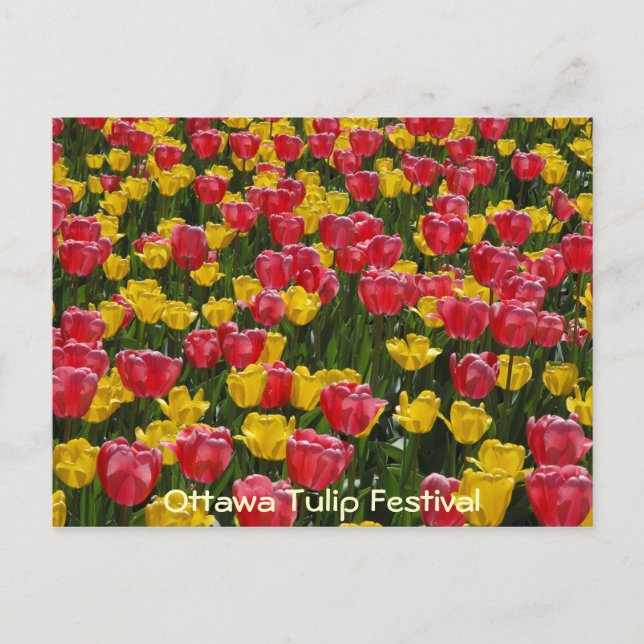 Tulips. Postcard (Front)