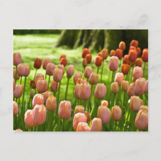 Tulips Postcard | Tulpen Postkarte