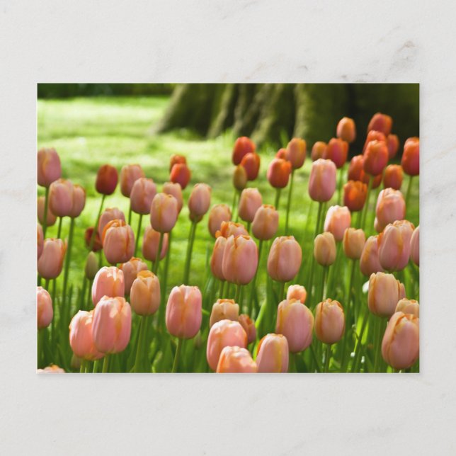 Tulips Postcard | Tulpen Postkarte (Front)