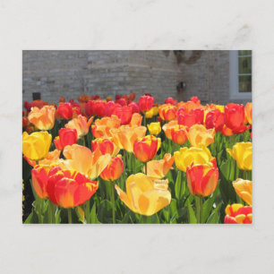 Tulips Postcards