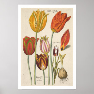 Tulips Poster