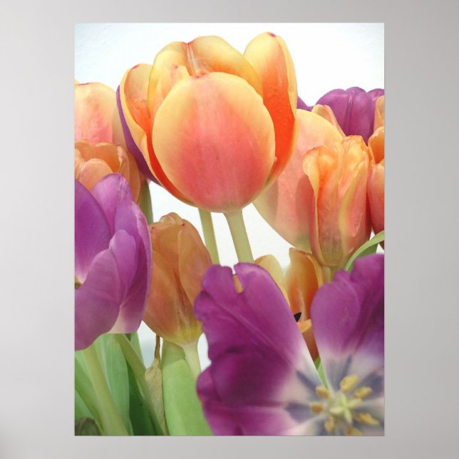 TULIPS POSTER (Front)
