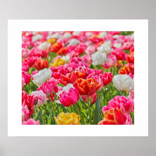 Tulips Poster (Front)