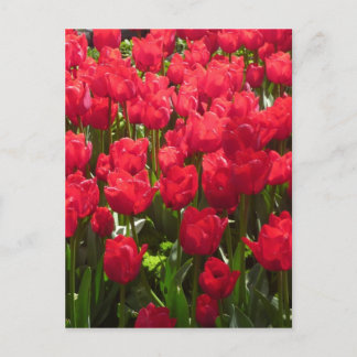 tulips red flora postcard