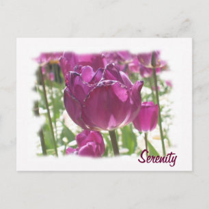 Tulips, Serenity Postcard