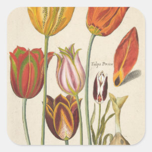 Tulips Square Sticker