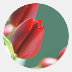 Tulips Sticker