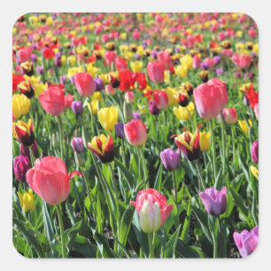 Tulips Stickers