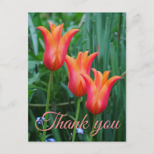 Tulips Thank You Postcard