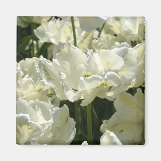 Tulips the white magnet (Front)