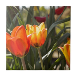 Tulips Tile