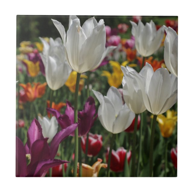 Tulips Tile (Front)