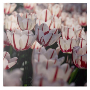 Tulips Tile