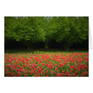 Tulips & Trees