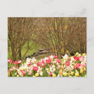 tulips/trees postcard