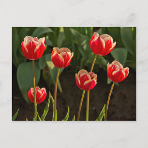 Tulips, Tulip Festival, Woodburn, Oregon, USA 1 Postcard