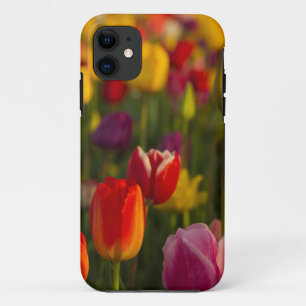 Tulips, Tulip Festival, Woodburn, Oregon, USA 2 iPhone 11 Case