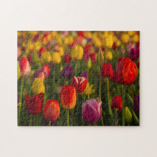 Tulips, Tulip Festival, Woodburn, Oregon, USA 2 Jigsaw Puzzle