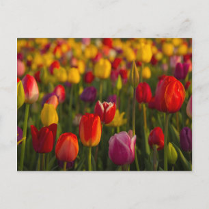 Tulips, Tulip Festival, Woodburn, Oregon, USA 2 Postcard