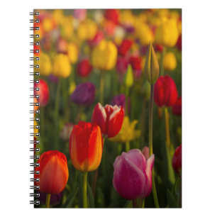 Tulips, Tulip Festival, Woodburn, Oregon, USA 2 Spiral Notebook