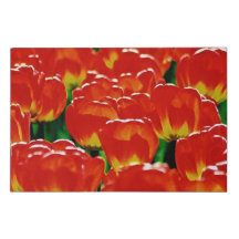 tulips tulips