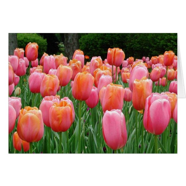Tulips, tulips, tulips (Front Horizontal)