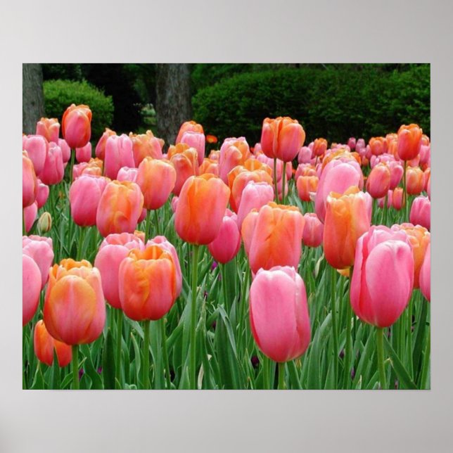 Tulips, tulips, tulips poster (Front)