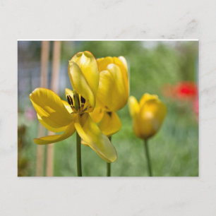 Tulips unfolding postcard