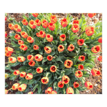 Tulips Viewed From the top