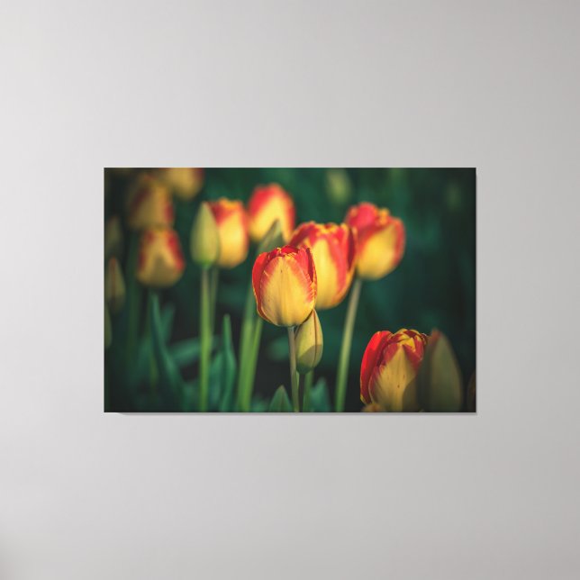 Tulips Wrapped Canvas (Front)