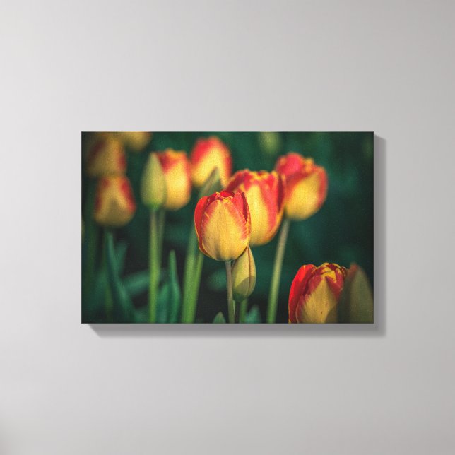Tulips Wrapped Canvas (Front)