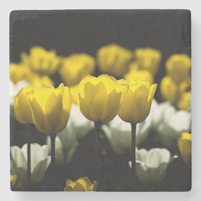 Tulips Yellow And White Stone Coaster (Front)