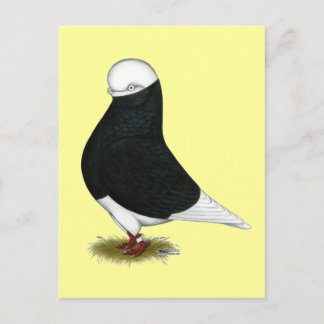 Tumbler Pigeon Black Bald CL Postcard