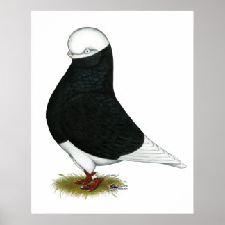 Tumbler Pigeon Black Bald CL Poster