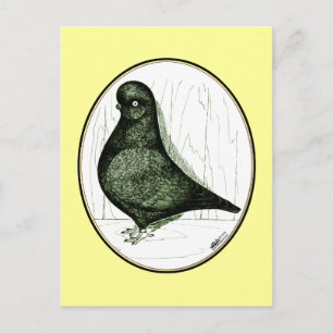Tumbler Pigeon  LFCL From 1978 Postcard