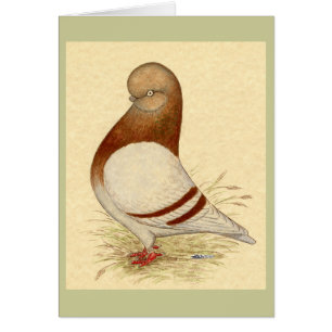 Tumbler Pigeon: LFCL Mealy
