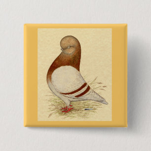 Tumbler Pigeon:  LFCL Mealy 15 Cm Square Badge