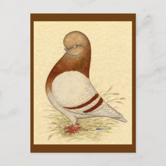 Tumbler Pigeon: LFCL Mealy Postcard