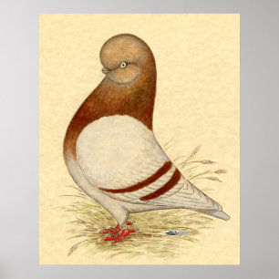 Tumbler Pigeon: LFCL Mealy Poster