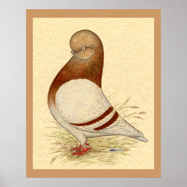 Tumbler Pigeon:  LFCL Mealy Poster (Front)