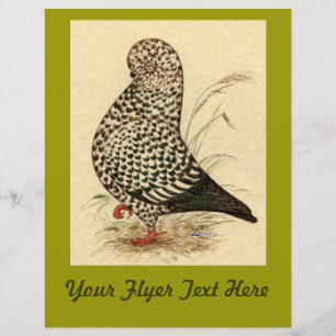 Tumbler Pigeon LFCL Splash Flyer