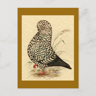 Tumbler Pigeon LFCL Splash Postcard