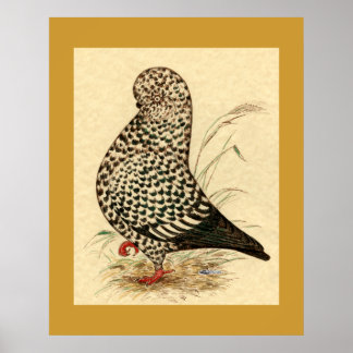 Tumbler Pigeon LFCL Splash Poster
