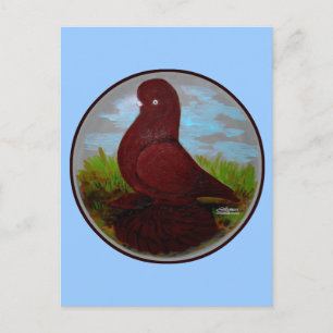Tumbler Pigeon Red Muff Postcard