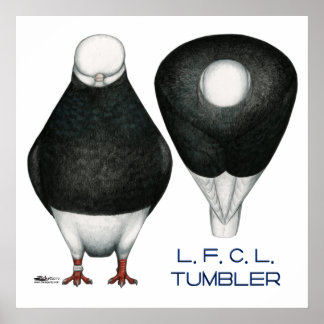 Tumbler Pigeon Standard Black Bald Poster